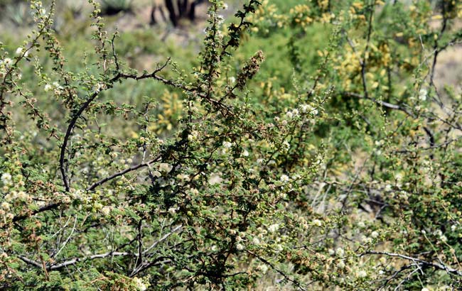 Mimosa aculeaticarpa biuncifera, Catclaw Mimosa Catclaw Mimosa Mimosa aculeaticarpa biuncifera, Catclaw Mimosa Catclaw Mimosa